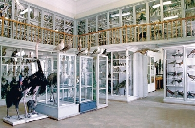 Зоологический музей Российской Академии Наук