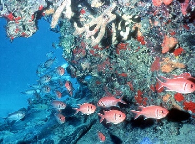 Центр подводного плавания Тарара